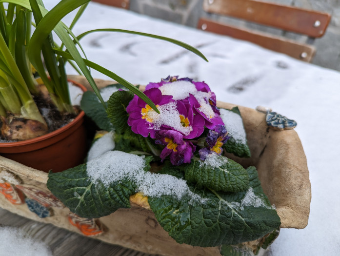 Das gleiche Motiv mit dem Pixel 7 Pro ...